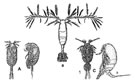 Fig. G17 : Platycopioida (A); Calanoida (B); Misophrioida (C1 et C2)