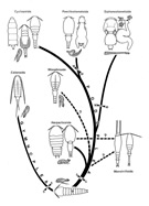 Fig. G17B : Hypothetical phylogenetic tree of Copepoda