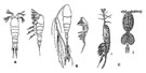 Fig. G18 : Gelyelloida (A); Mormonilloida (B); Monstrilloida (C1); Thespesiopsyllidae (C2)