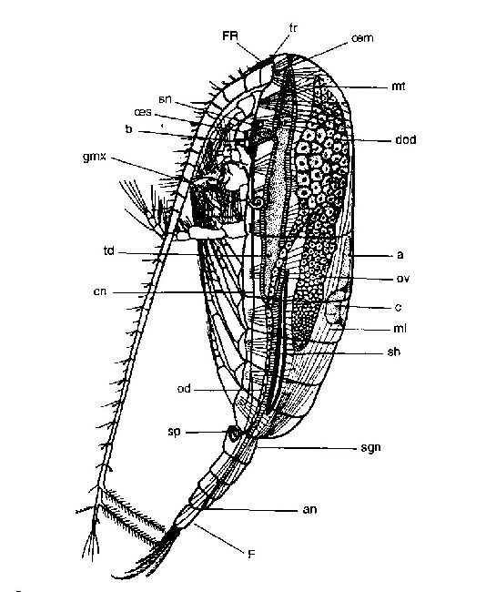Calanus sp. ( femelle ) ( vue latérale schématique interne )