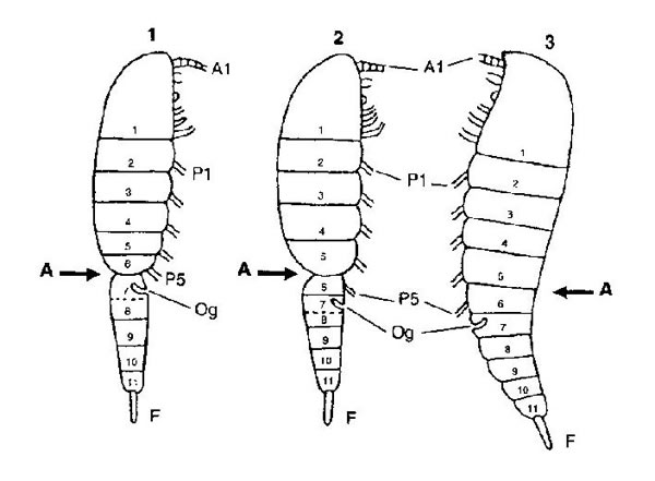 Segmentation visible la plus proche de l'tat primitif dans les trois principaux rameaux des Coppodes