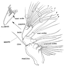 Basic copepod maxilla (anterior view)