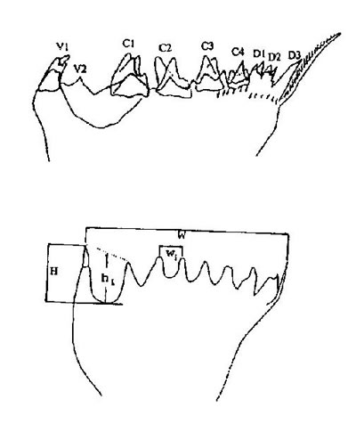 Représentation schématique de la lame masticatrice d'un copépode calanoïde (2) et notation des dents
