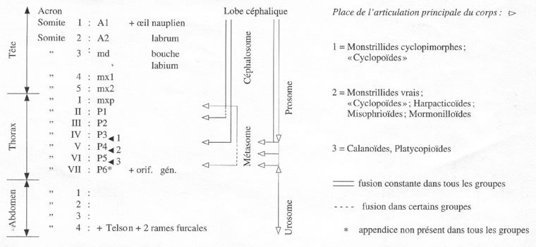 Tableau schématique de la segmentation et place de l'articulation chez les Copépodes libres