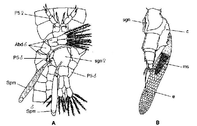 A : Accouplement chez les Coppodes Calanodes ( Diaptomidae ) - B : Spermatophore fix sur l'abdomen de Candacia bipinnata ( vue latrale )