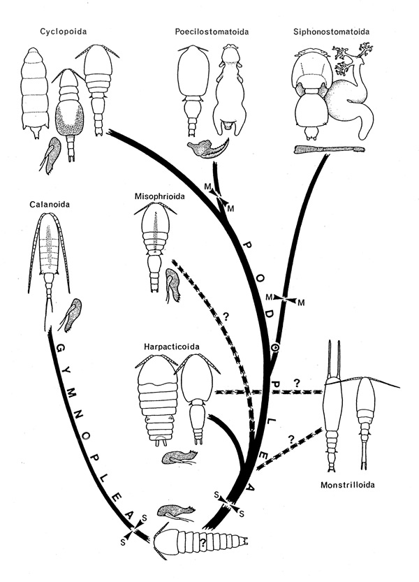 Hypothetical phylogenetic tree of Copepoda