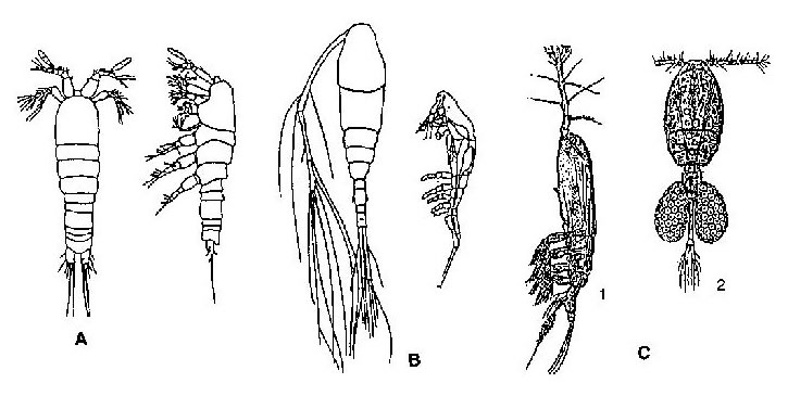 Gelyelloida (A); Mormonilloida (B); Monstrilloida (C1); Thespesiopsyllidae (C2)