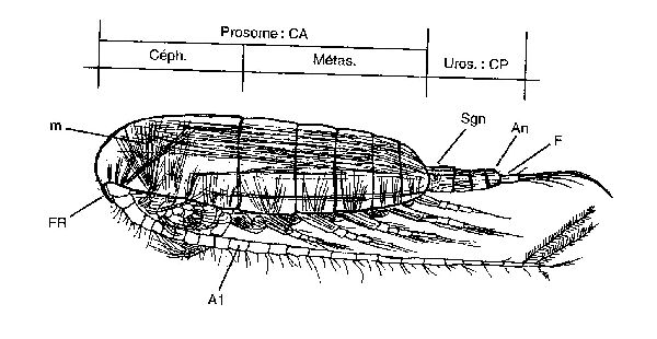 Calanus finmarchicus ( femelle ) ( vue latérale schématique )