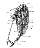 Fig. G1B : Calanus sp. ( femelle ) ( vue latérale schématique interne )