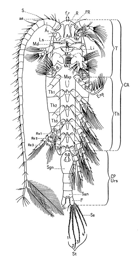 Calanus finmarchicus ( femelle ) ( vue ventrale schématique )