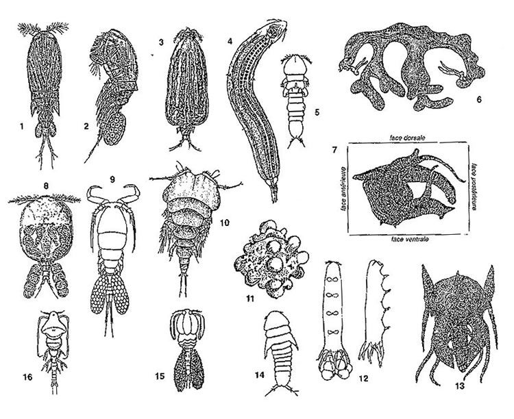 Poecilostomatoida (quelques formes à titre d'exemple)