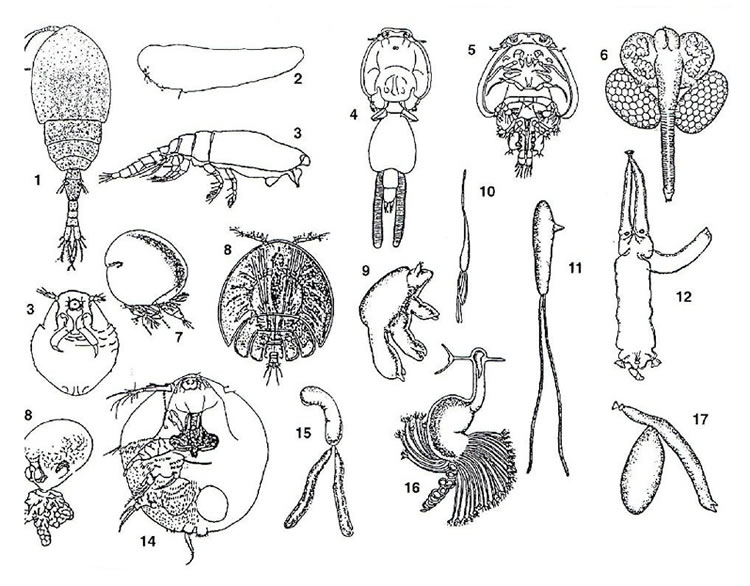 Siphonostomatoida (quelques formes à titre d'exemple)
