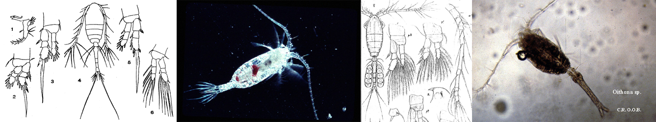 Marine Planktonic Copepods